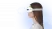 Массажер для глаз Ergonova Smart View 2